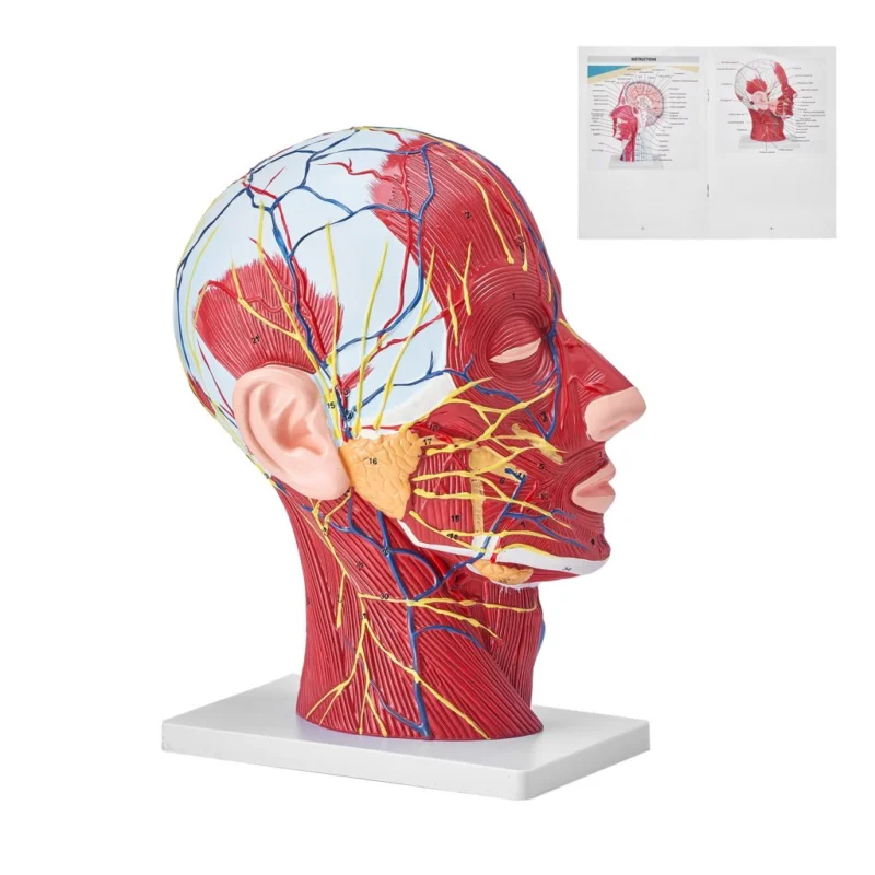 Újdonság fej felszínes felének izmokkal ellátott emberi neurovaszkuláris modellje, a fej, a nyak, a koponya és az agy anatómiai modellje 1:1 méretarányban, életnagyságban, oktatási célokra, gyermekoktatáshoz, kiállításra